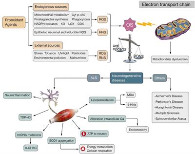 Antioxidant Alternatives in the Treatment of Amyotrophic Lateral Sclerosis: A Comprehensive Review